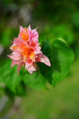 Double bloom flowers of a tropical Bougainvillea vine Bora Bora, French Polynesia