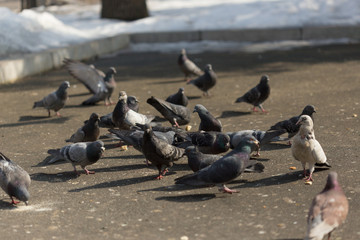 Fototapeta premium Many pigeons are eating food
