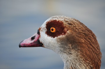 portrait of a goose