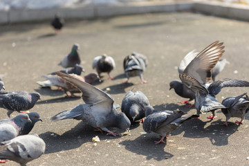 Fototapeta premium Many pigeons are eating food