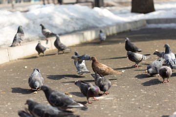 Many pigeons are eating food