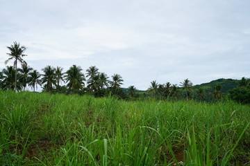 View of the tropical jungle landscape outside of Dumaguete, Philippines