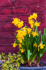 bright narcissus flowers