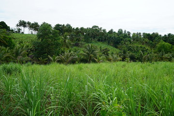 View of the rolling green hills in the tropical jungle landscape outside of Dumaguete, Philippines