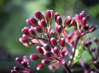 pink flowers in the garden