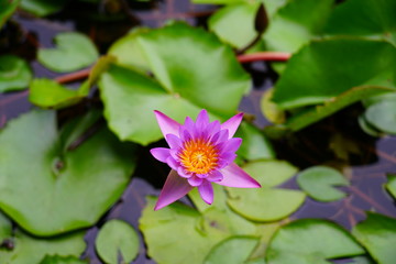 Pink aquatic waterlily lotus flowers in a pond in Bora Bora