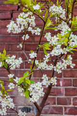 spring tree with flowers