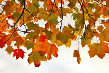 colorful autumn leaves