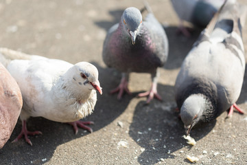 Many pigeons are eating food