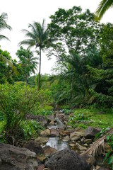 Fototapeta na wymiar Portrait view of the tropical jungle landscape outside of Dumaguete, Philippines with a small creek