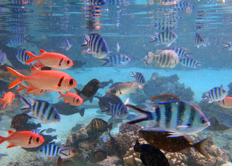 Underwater view of colorful tropical fish and coral reef in the Bora Bora lagoon, French Polynesia