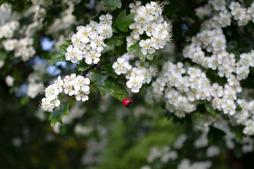 flowers of a tree in spring
