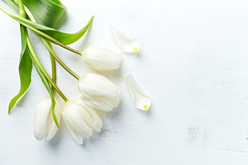 Fototapeta premium White spring tulips on painted wooden background. Flat lay. Copy space