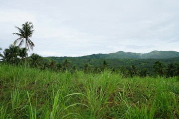 Obraz premium View of the rolling hills in the tropical jungle landscape outside of Dumaguete, Philippines