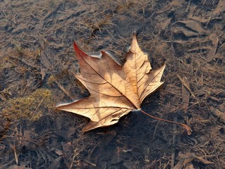 autumn leaf on the lake