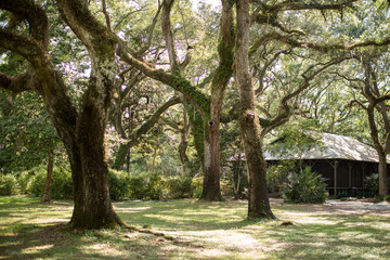 Trees 