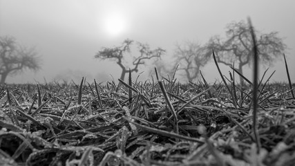 Fototapeta premium Streuobstwiese im Nebel