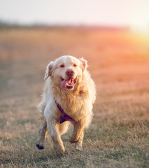 Golden Retriever running and jumping on the field at sunset