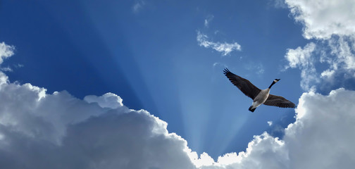 Anatra in volo per migrazione, in un cielo di nuvoloni e luce