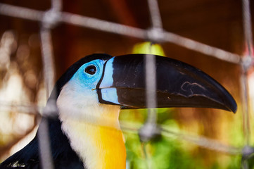 Beautiful Toucan in captivity