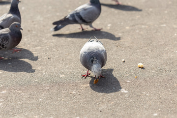 Many pigeons are eating food