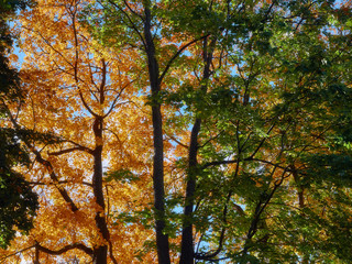 Trees and branches with yellow and orange autumn leaves as nature background. The sun shining through the tree in golden autumn in the forest, vibrant fall colors. Turku, Finland.