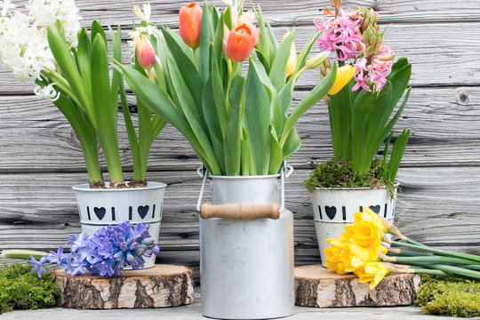 Frühlingserwachen mit bunten Tulpen und Hyazinthen rustikal vor Holz