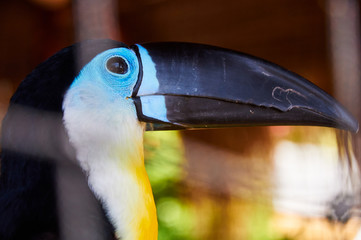 Beautiful Toucan in captivity