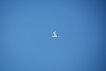 bird in the blue sky