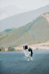 beautiful black and white dog border collie running on the road in the desert around the mountain. space for text