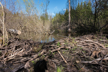 spring view of trees flourishing leaves; beaver flooded area in the forest; dry dead tree and bush trunks in water