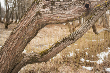 trunk of a tree