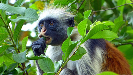 Red colobus monkey eating fruit