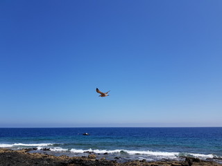 Fototapeta na wymiar Seagull flying over the coast of Fuerteventura