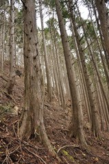 鳥ノ胸山の植林