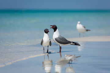 birds on the beach bickering