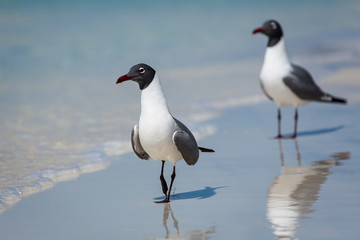birds on the beach bickering