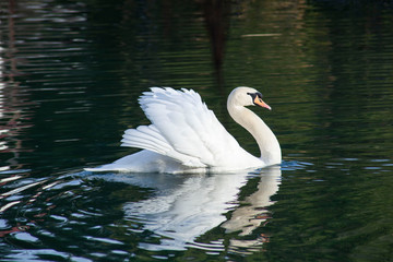 Obraz premium white swan