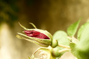 rose bud