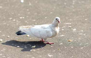 Many pigeons are eating food