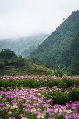 Hoang Lien Son Mountains with colourful flowers in the foreground, Cat Cat Village, Sa Pa, northwestern Vietnam