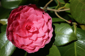 Pink Double Flowering Camelia Japonica
