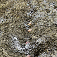 Planting potatoes in the garden