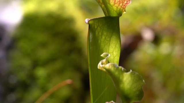 Carnivorous plants sundew, venus flytrap, sarratseniya