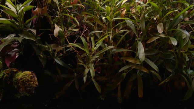 Carnivorous plants sundew, venus flytrap, sarratseniya