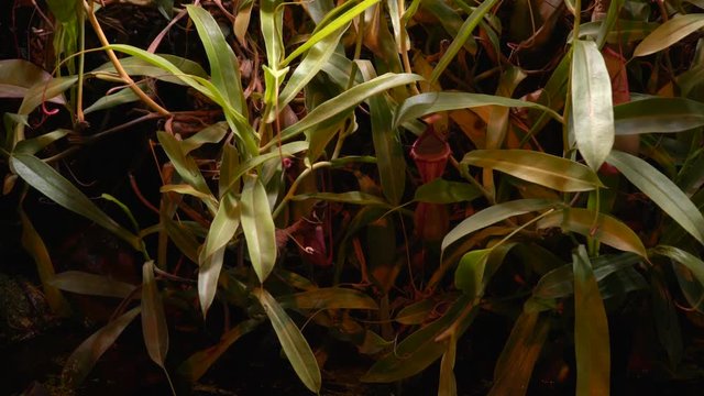 Carnivorous plants sundew, venus flytrap, sarratseniya