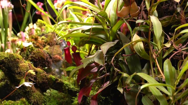 Carnivorous plants sundew, venus flytrap, sarratseniya