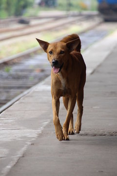 Strassenhund@sri Lanka 