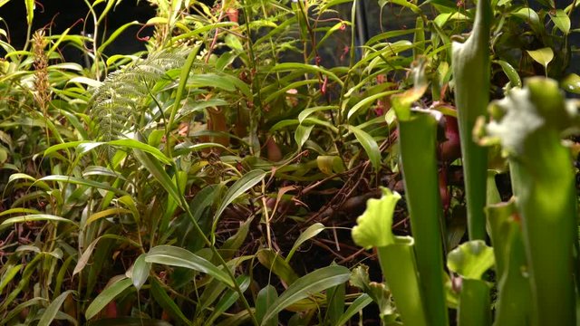 Carnivorous plants sundew, venus flytrap, sarratseniya
