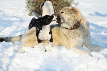 Happy Dogs Playing  in the Snow in the Winter 